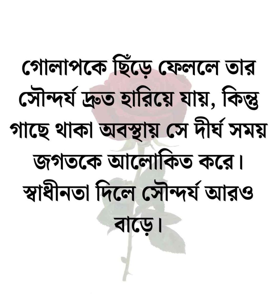300+ গোলাপ নিয়ে উক্তি ও লাল গোলাপ নিয়ে ক্যাপশন || Golap Ful Niye Caption 2026 গোলাপ নিয়ে উক্তি