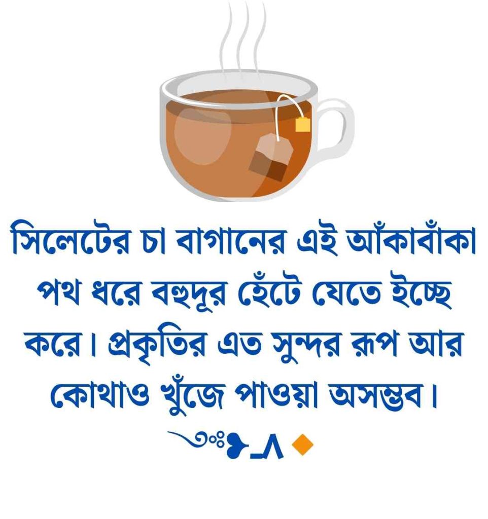 চা বাগান নিয়ে ক্যাপশন: 200+ শ্রীমঙ্গল চা বাগান নিয়ে ক্যাপশন ও স্ট্যাটাস 2026 সিলেট চা বাগান নিয়ে ক্যাপশন